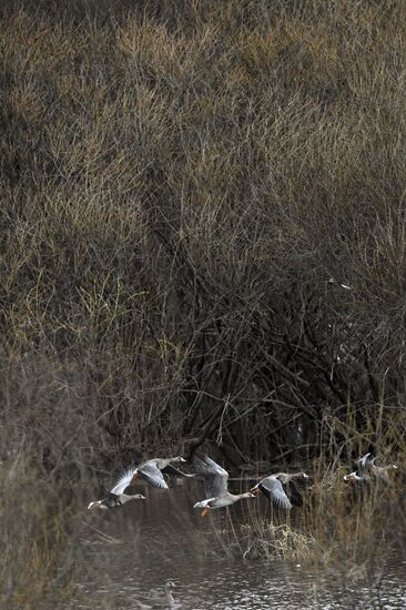 Russia Wildlife