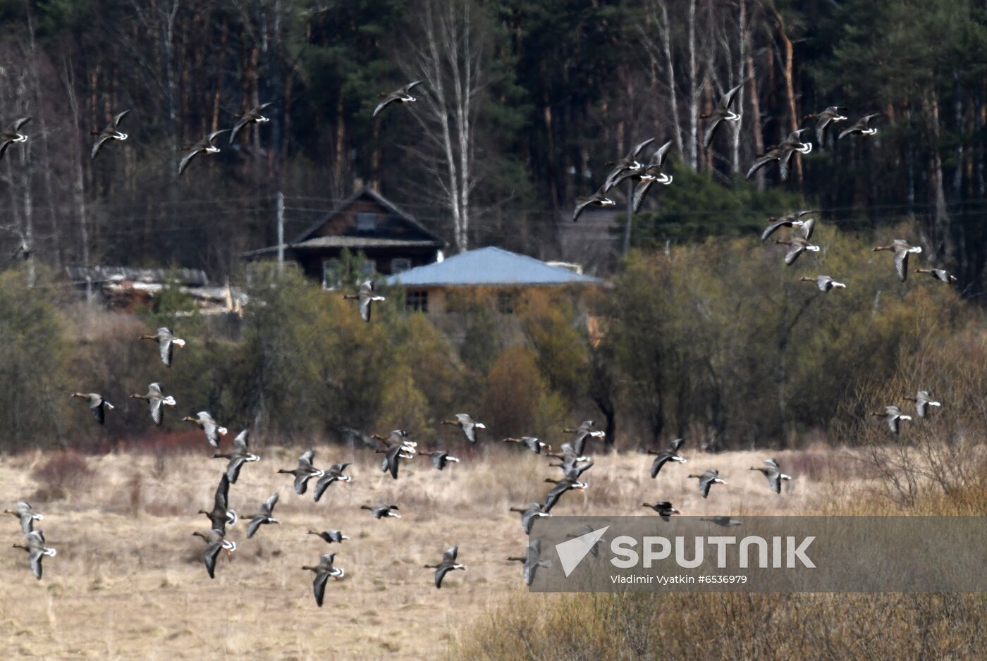 Russia Wildlife