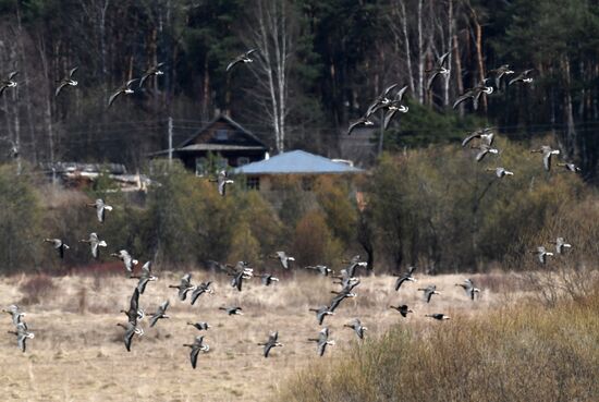 Russia Wildlife