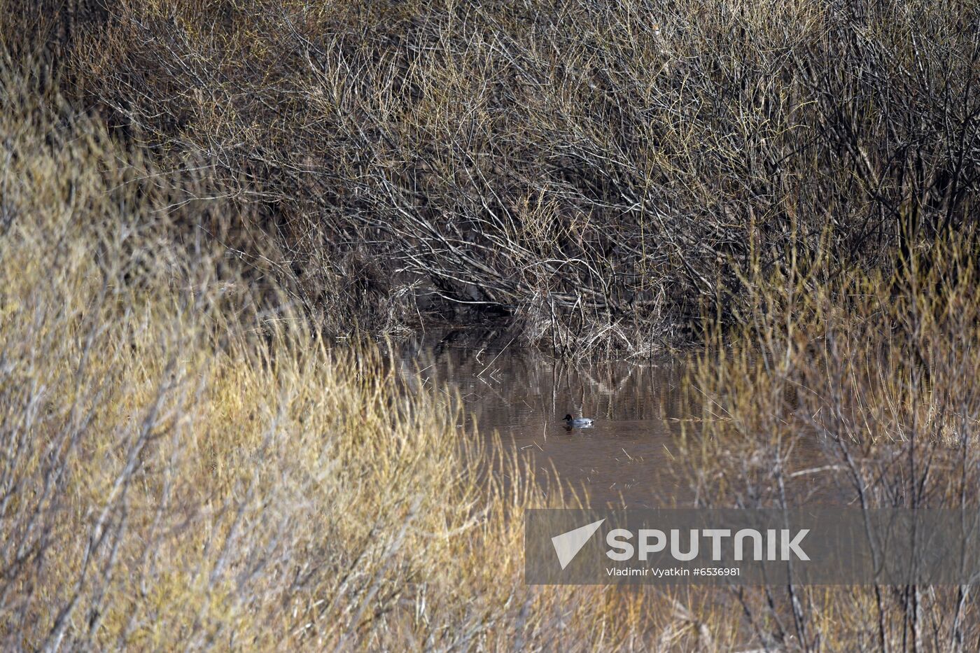 Russia Wildlife