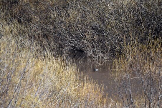 Russia Wildlife