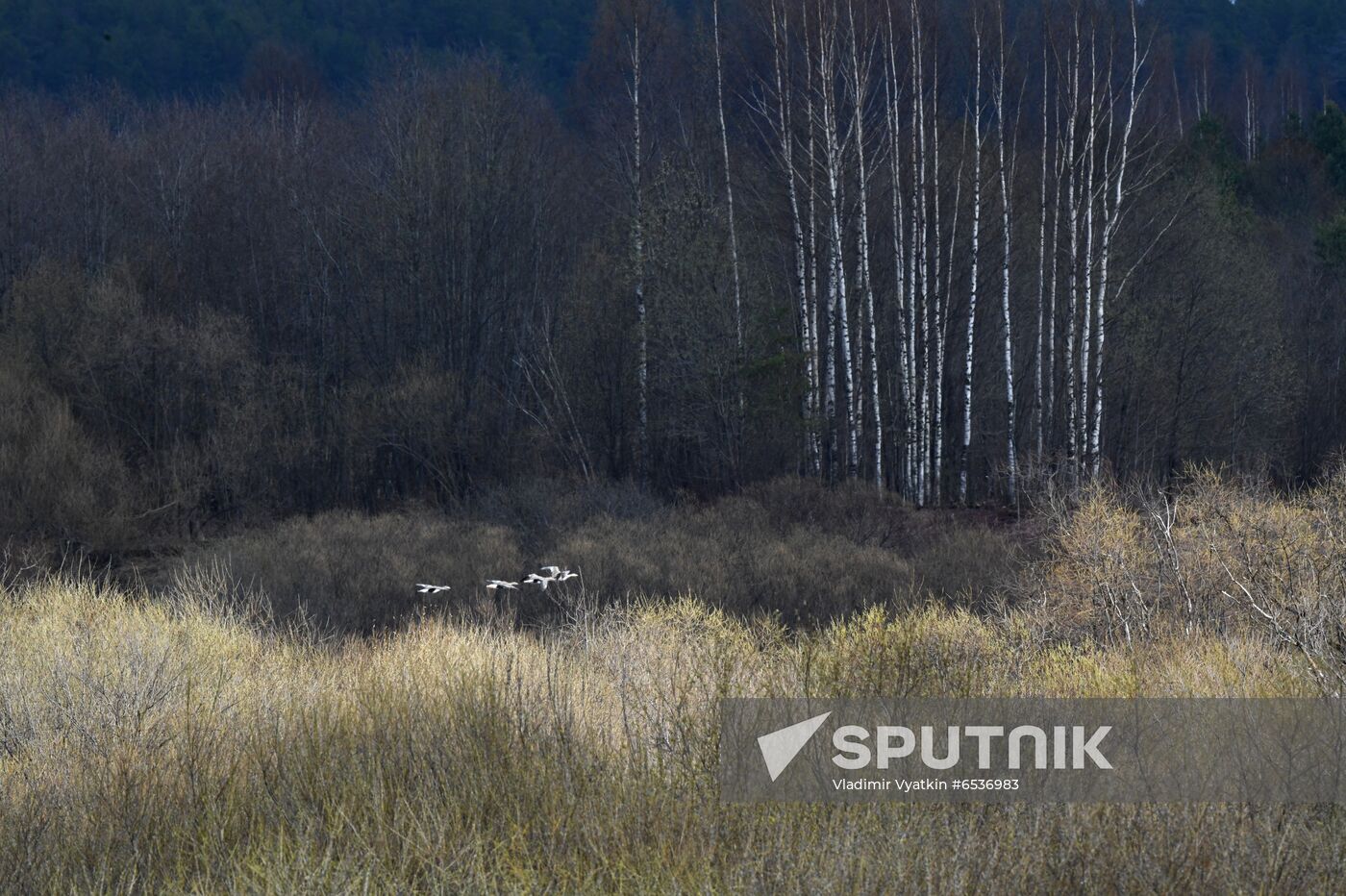 Russia Wildlife
