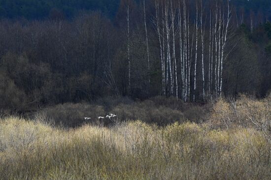 Russia Wildlife