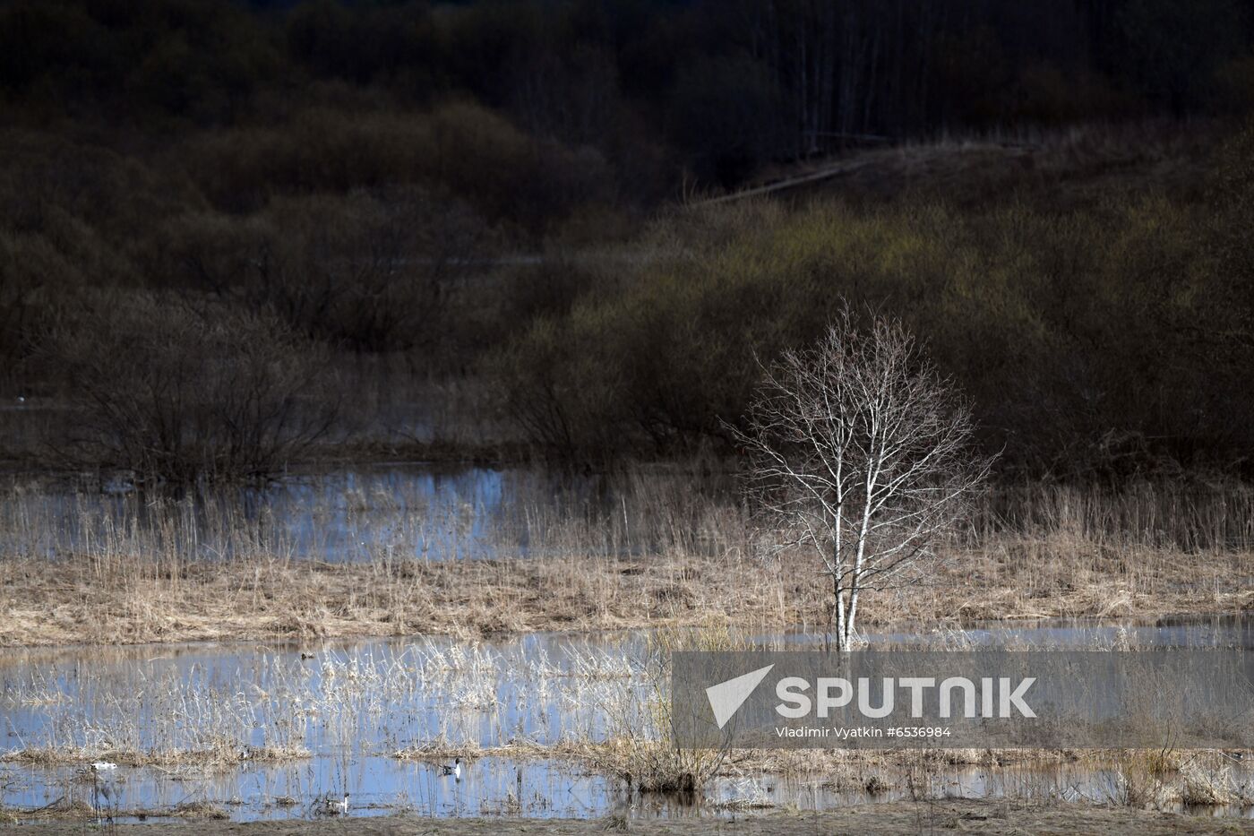 Russia Wildlife
