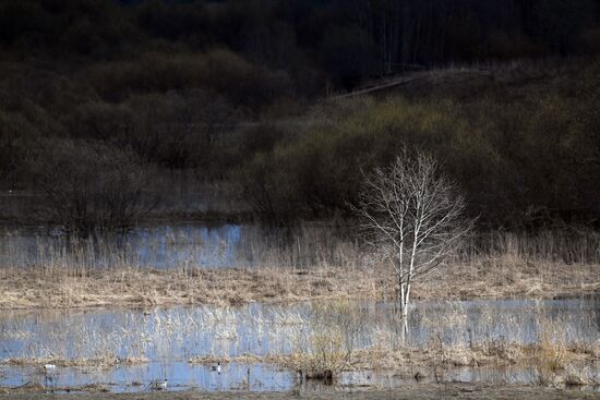 Russia Wildlife