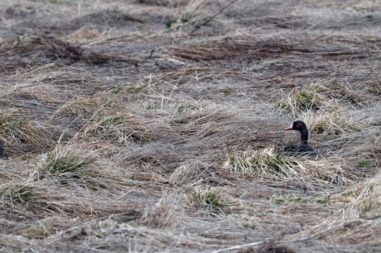Russia Wildlife