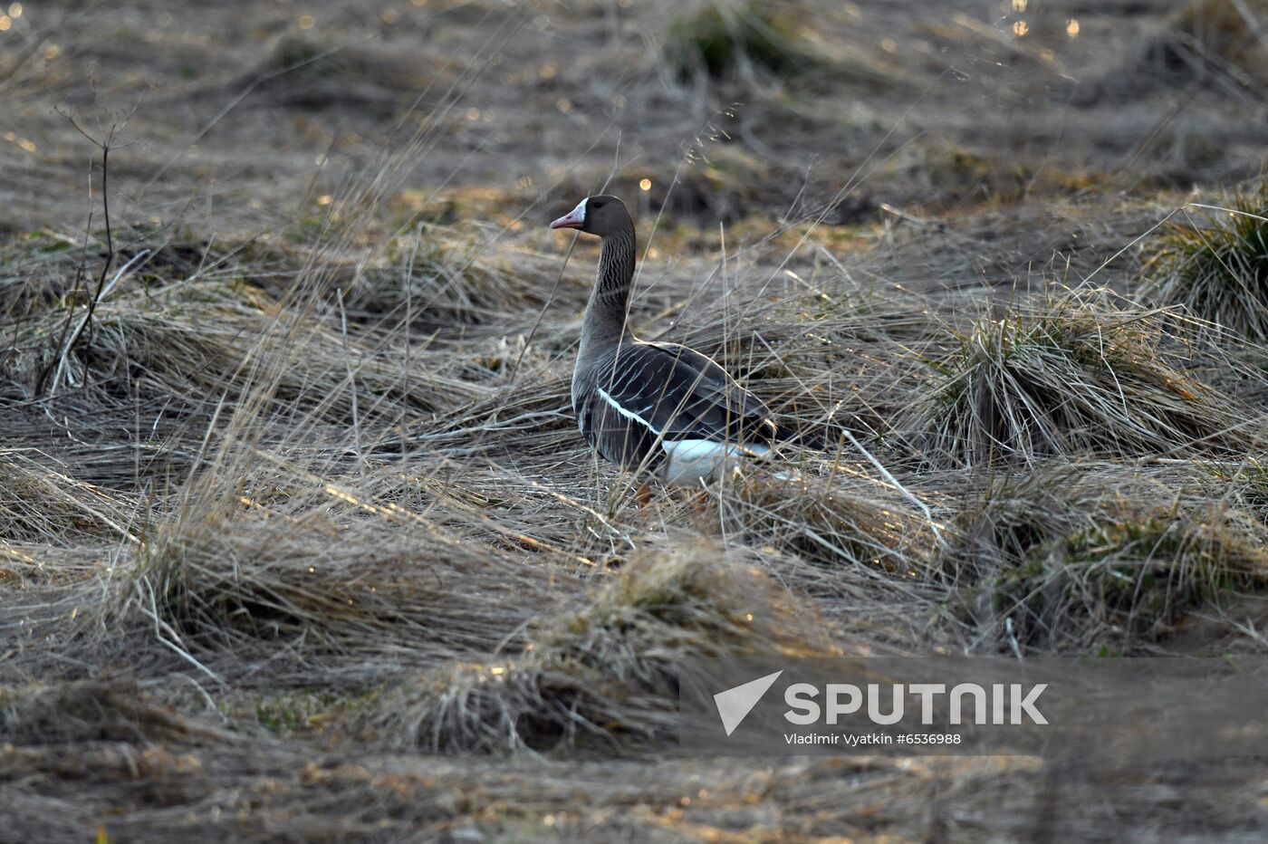 Russia Wildlife