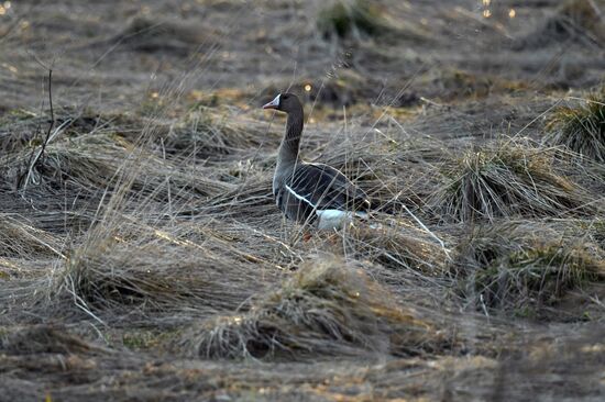 Russia Wildlife