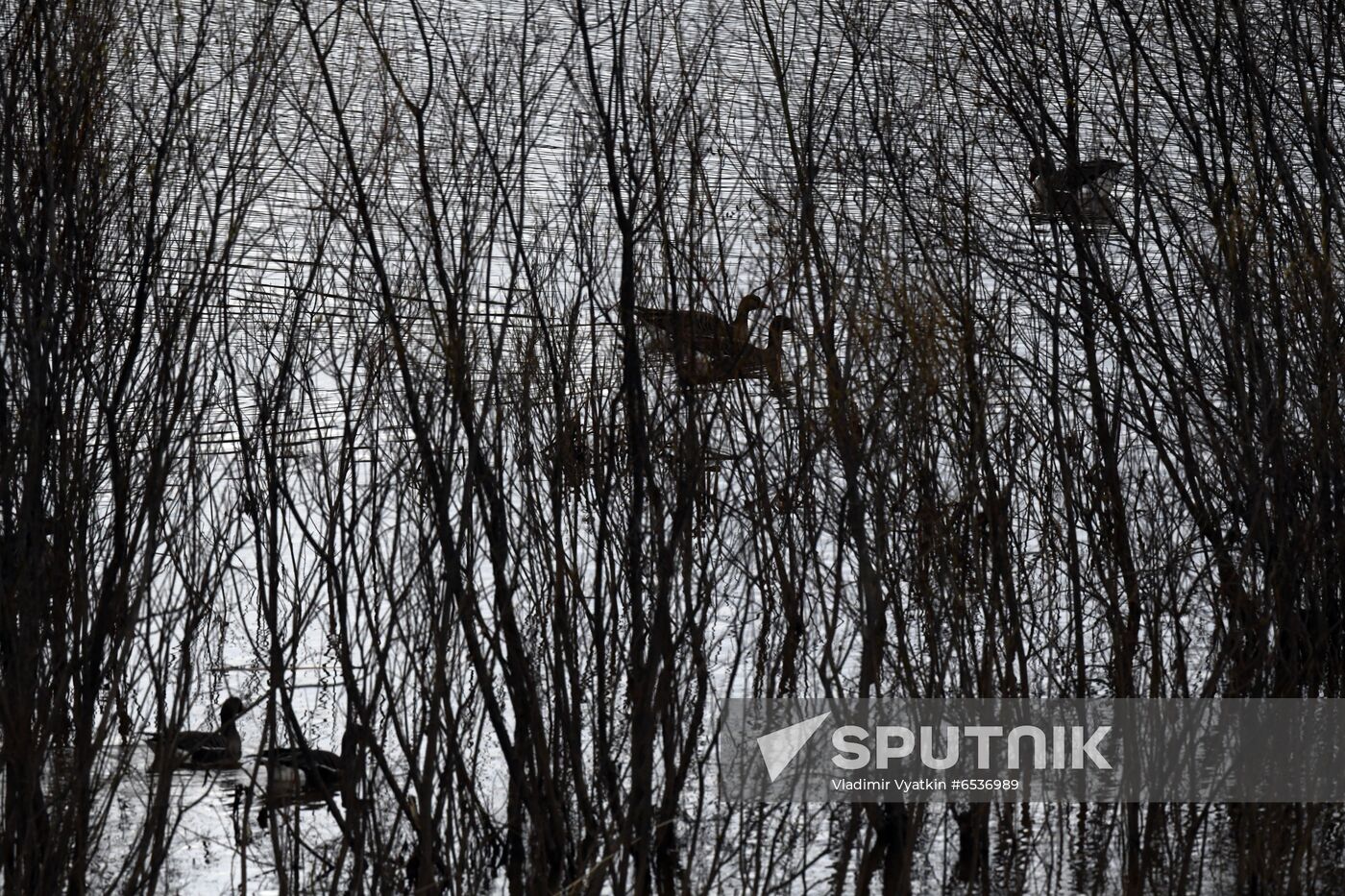 Russia Wildlife