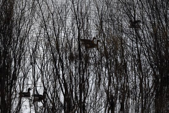 Russia Wildlife