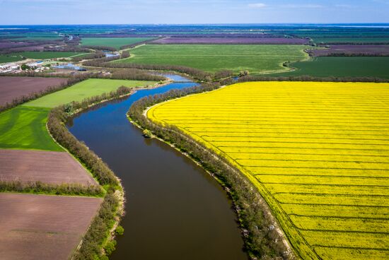 Russia Rapeseed Blossom
