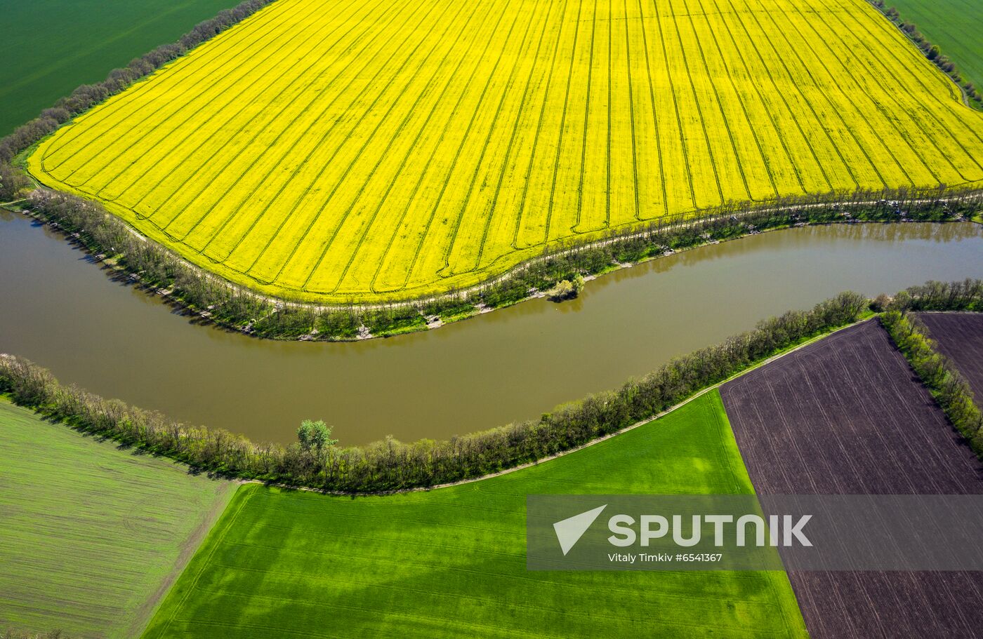 Russia Rapeseed Blossom