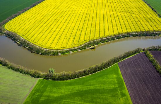 Russia Rapeseed Blossom
