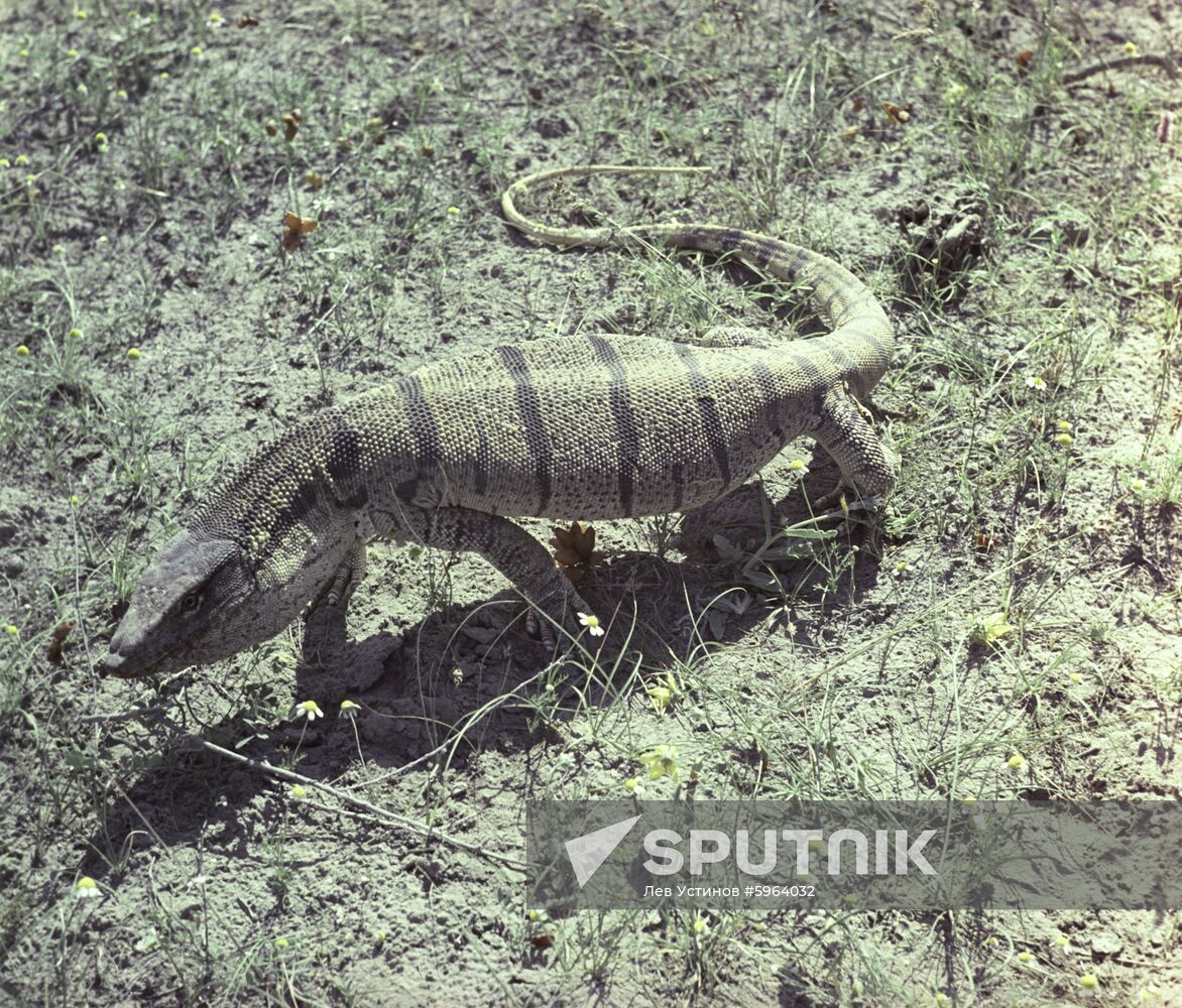 Tigrovaya Balka nature reserve in Tajikistan | Sputnik Mediabank