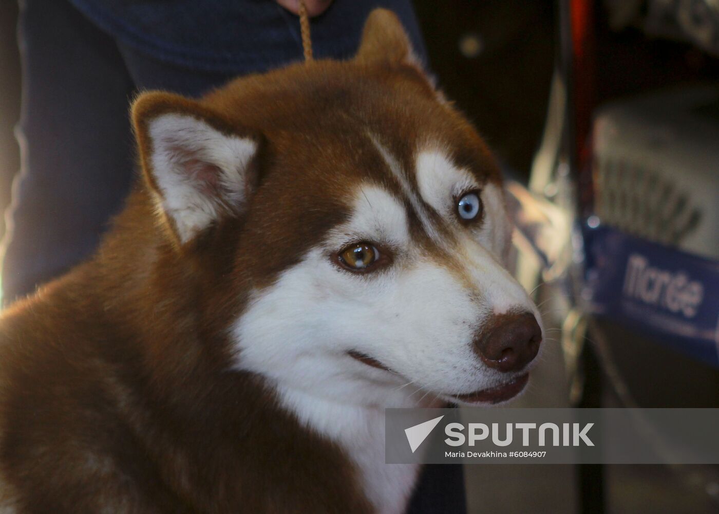 Russia Dog Show Sputnik Mediabank