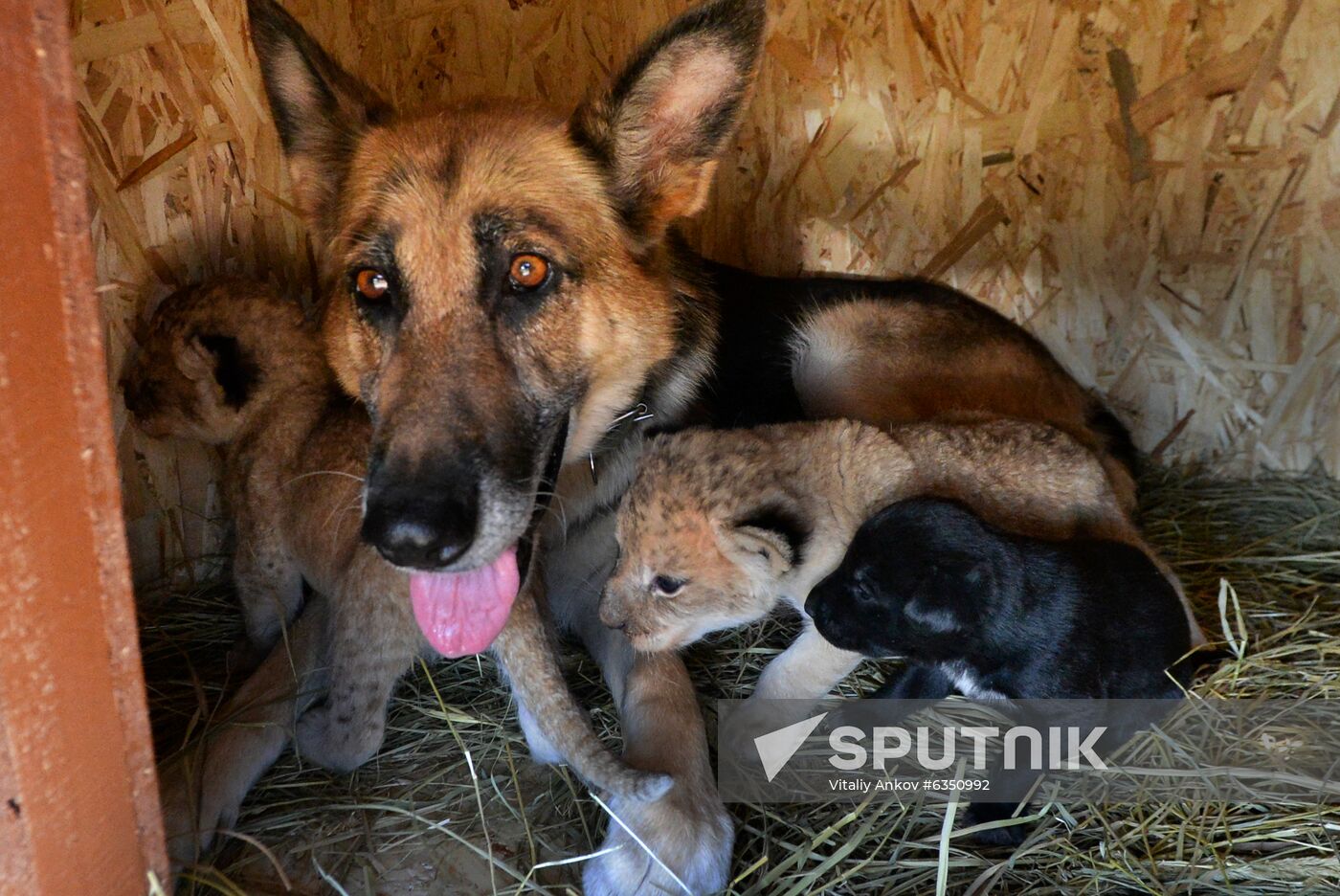 Lion german shepherd sales puppies