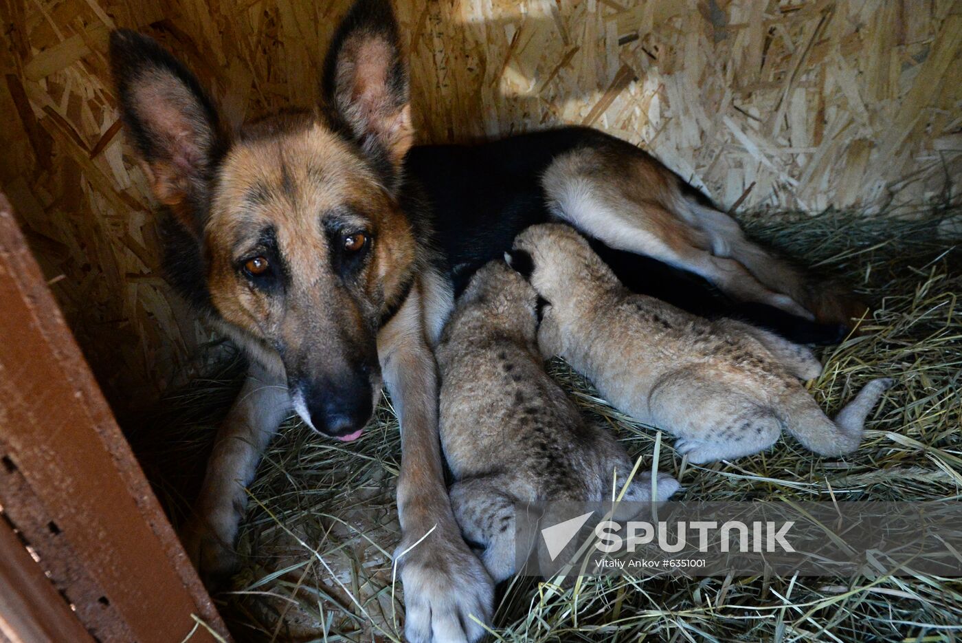 Lion german shepherd sales puppies