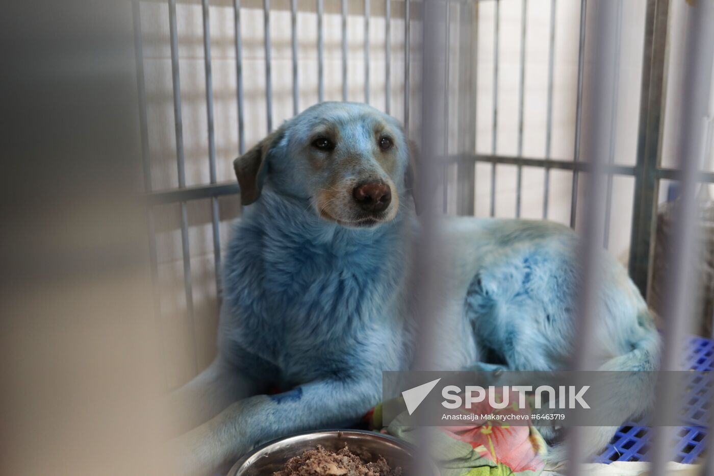 Dogs with blue fur 2025