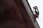 A great spotted woodpecker is seen on the roof of a house in Mozhaysk district of the Moscow region, Russia. Location: Russia, Moscow region. Author: Alexander Vilf. Russia Wildlife