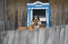 A dog looks on in a yard of a wooden house in Tobolsk, Tyumen region, Russia. Location: Russia, Tyumen region, Tobolsk. Author: Alexey Malgavko. Russia Tourism