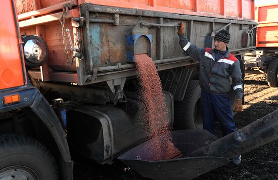 Russia Sowing