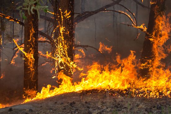 Russia Wildfires