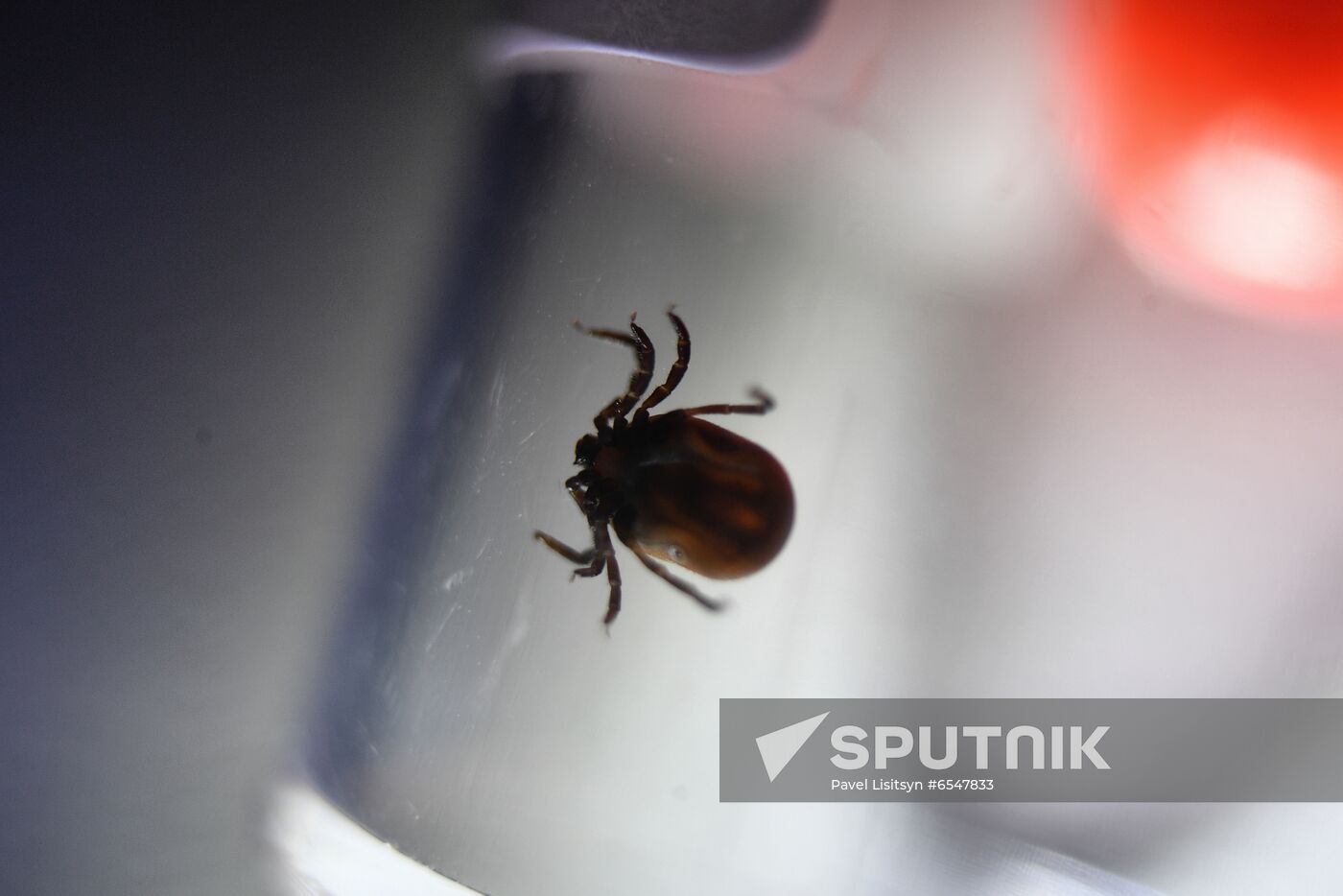 Studying ticks for virus encephalitis