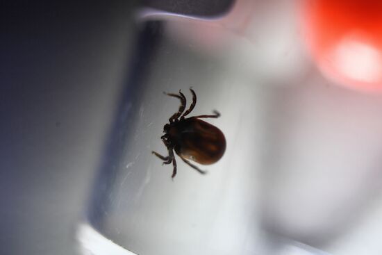 Studying ticks for virus encephalitis