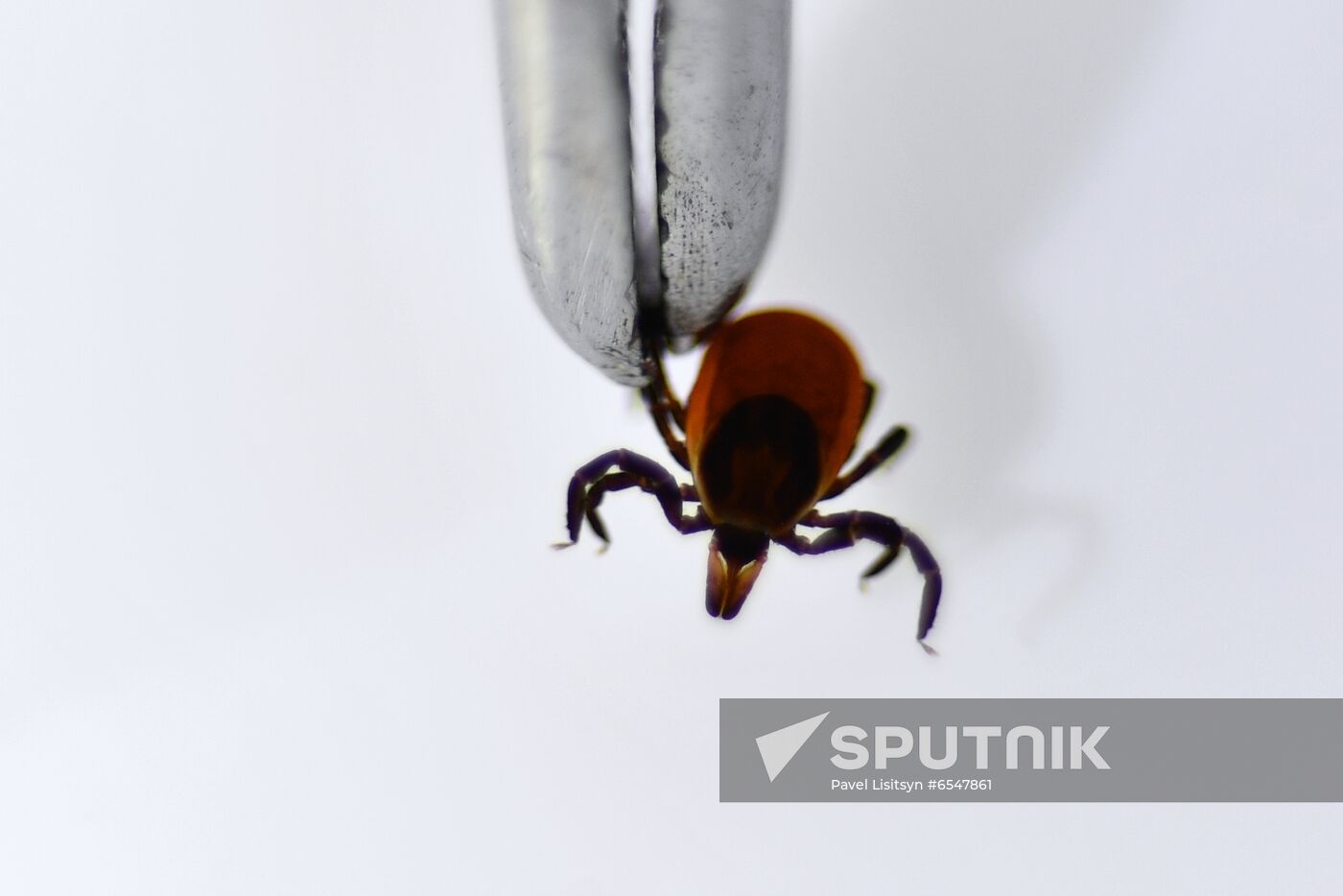 Studying ticks for virus encephalitis