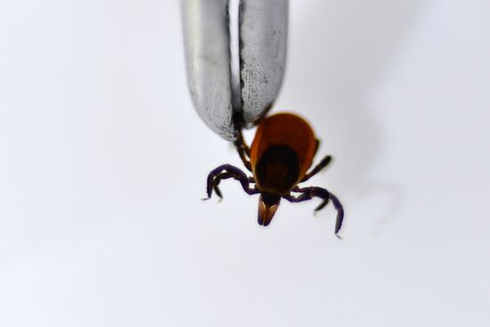 Studying ticks for virus encephalitis