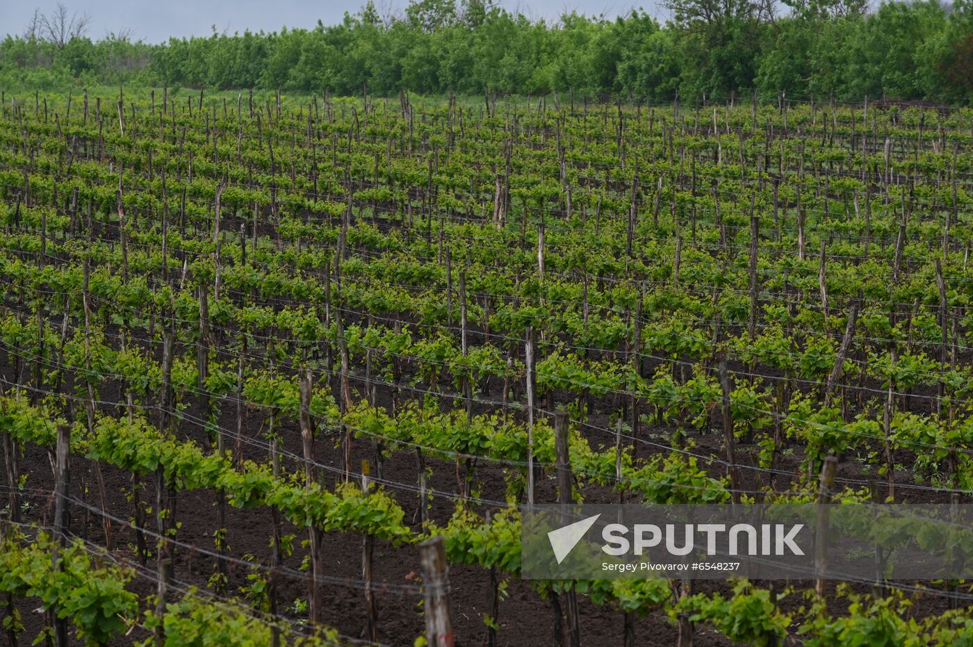 Russia Winery