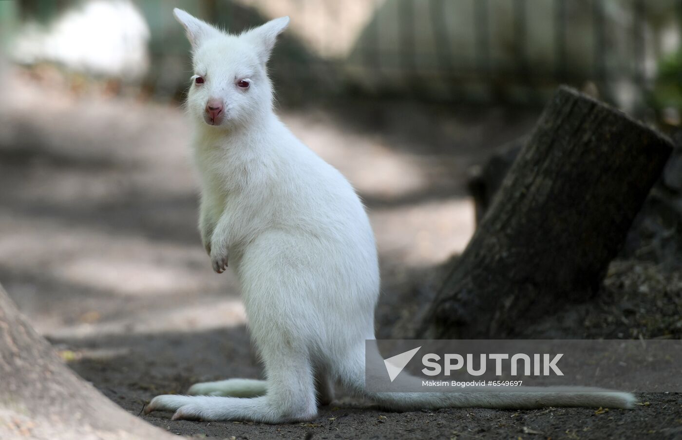 Russia Zoo
