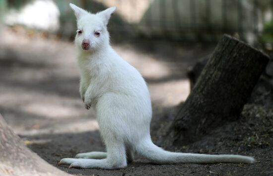 Russia Zoo 