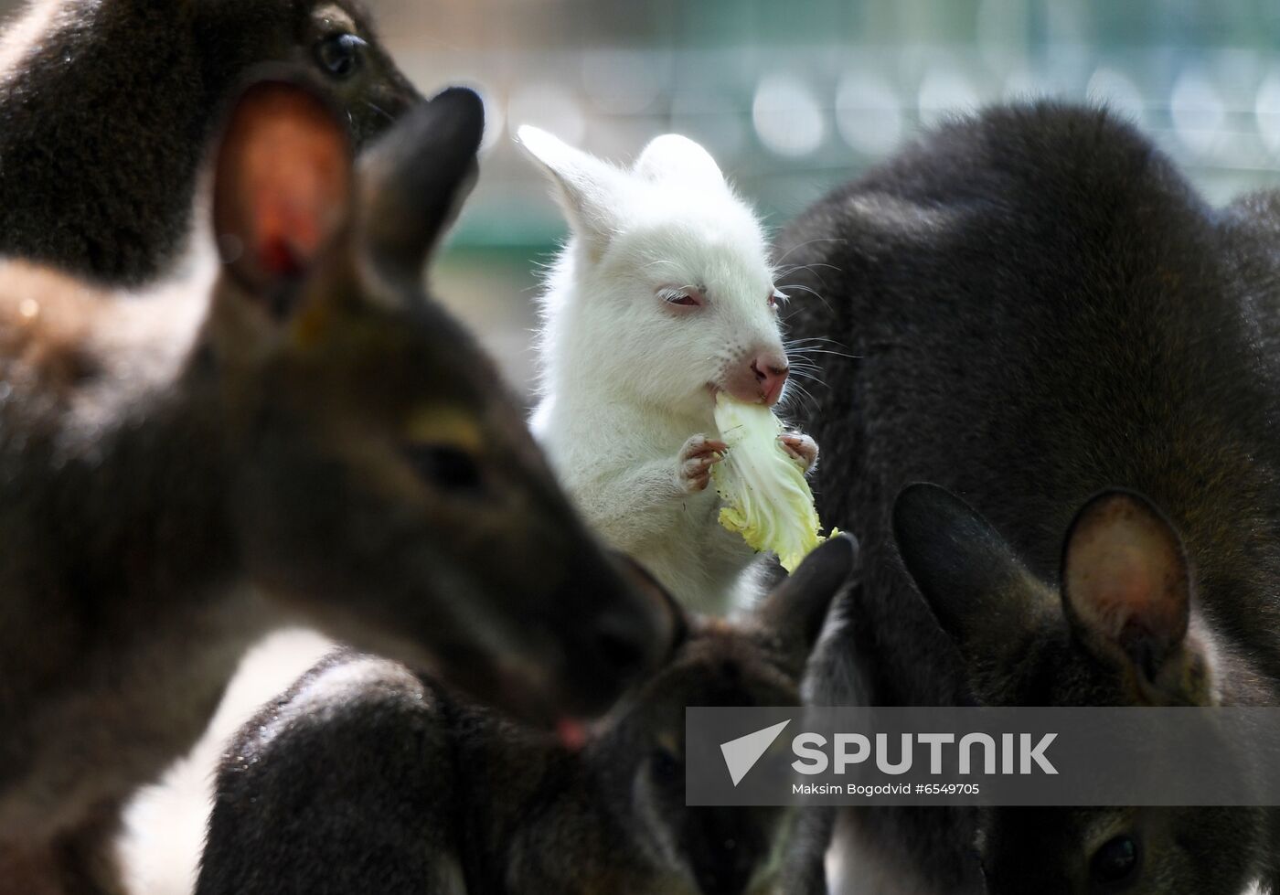 Russia Zoo