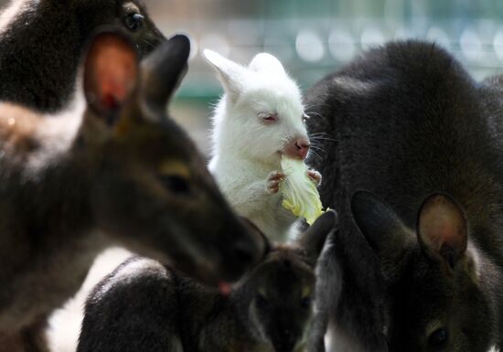 Russia Zoo 