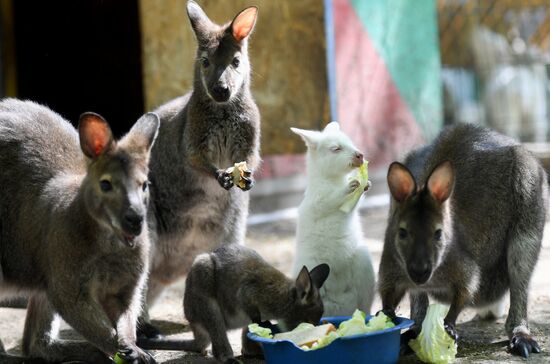 Russia Zoo 