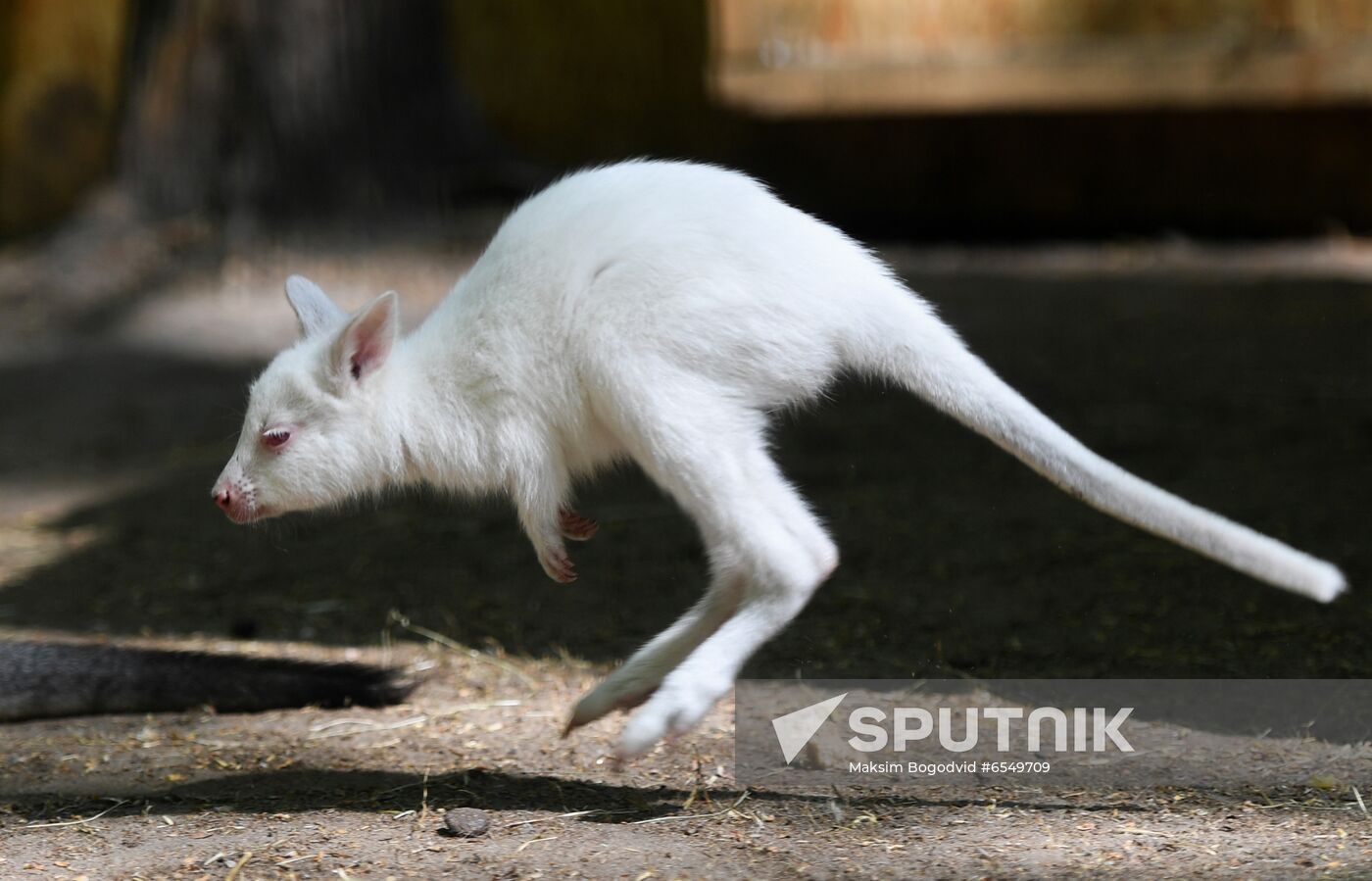 Russia Zoo