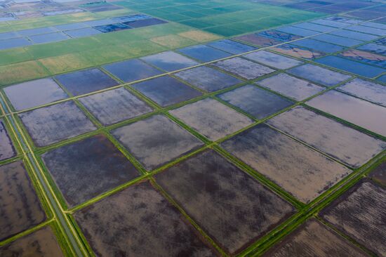 Russia Agriculture Rice