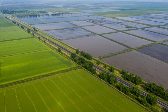 Russia Agriculture Rice