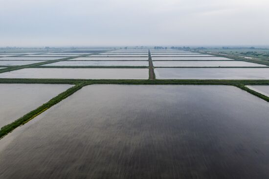 Russia Agriculture Rice