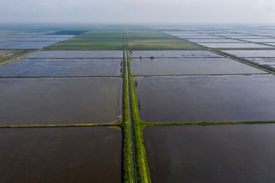 Russia Agriculture Rice