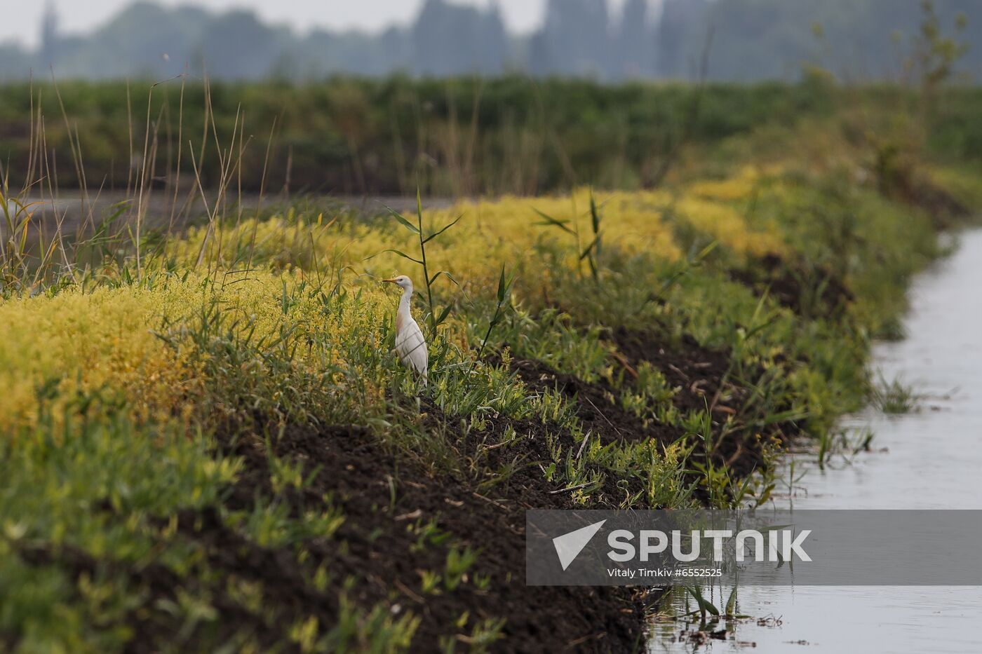 Russia Agriculture Rice