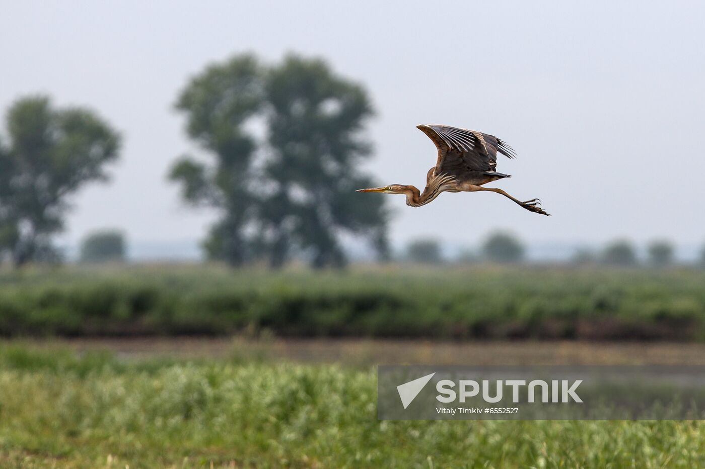 Russia Agriculture Rice