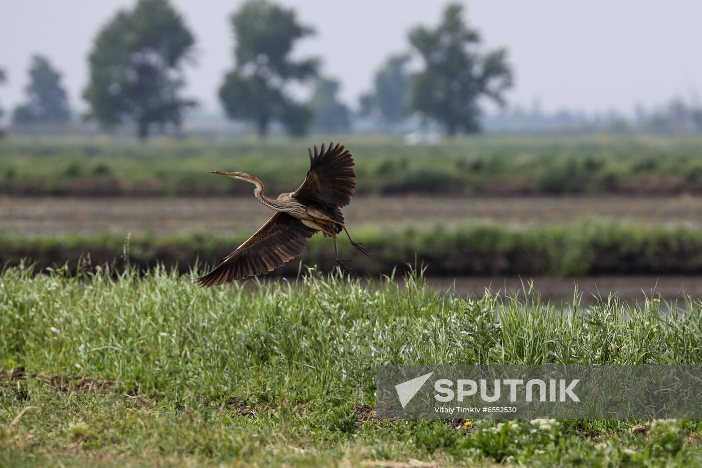 Russia Agriculture Rice
