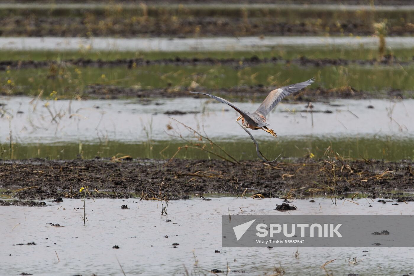Russia Agriculture Rice