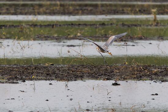 Russia Agriculture Rice