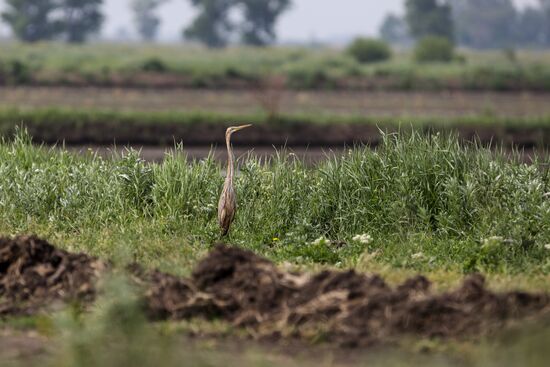 Russia Agriculture Rice