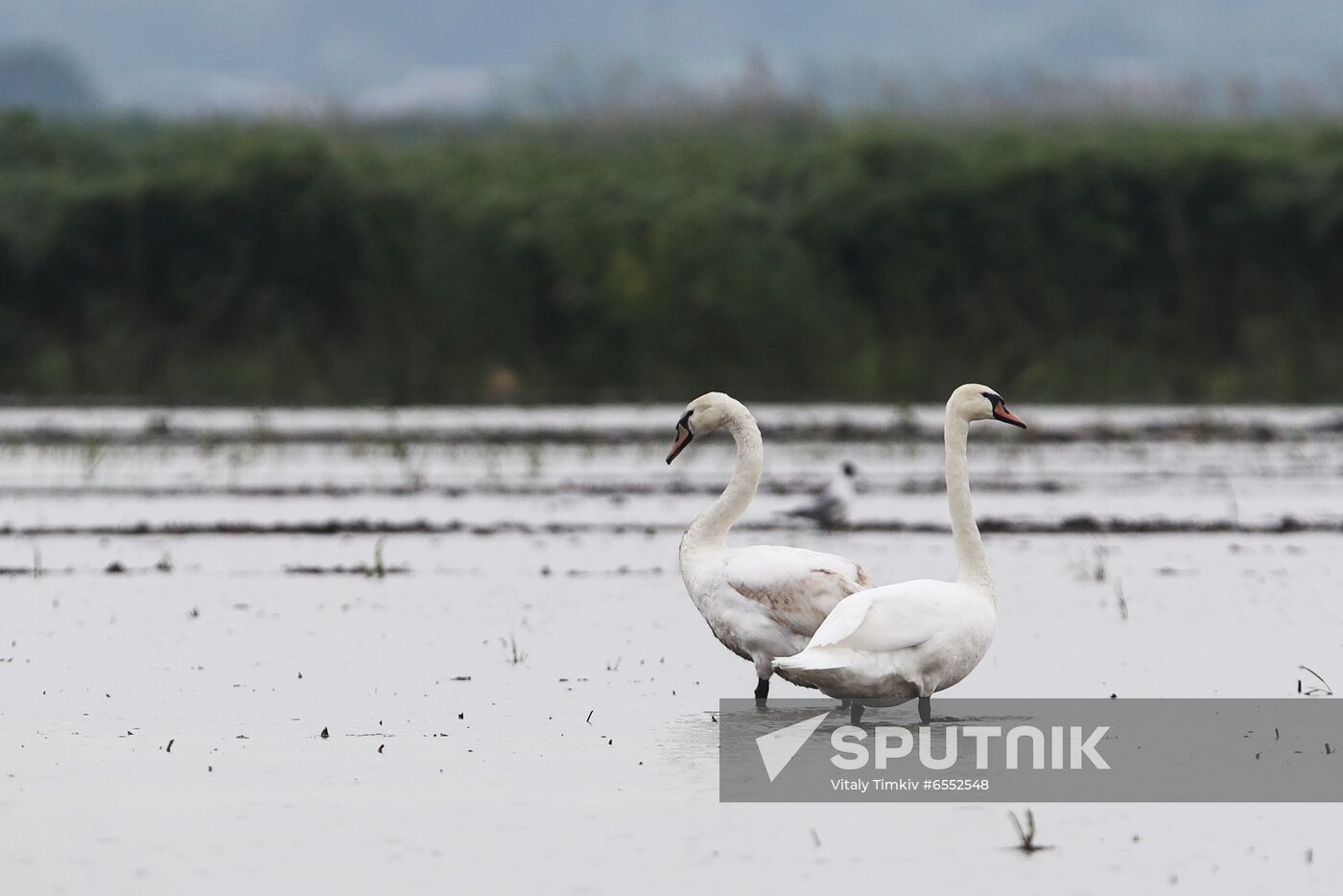 Russia Agriculture Rice