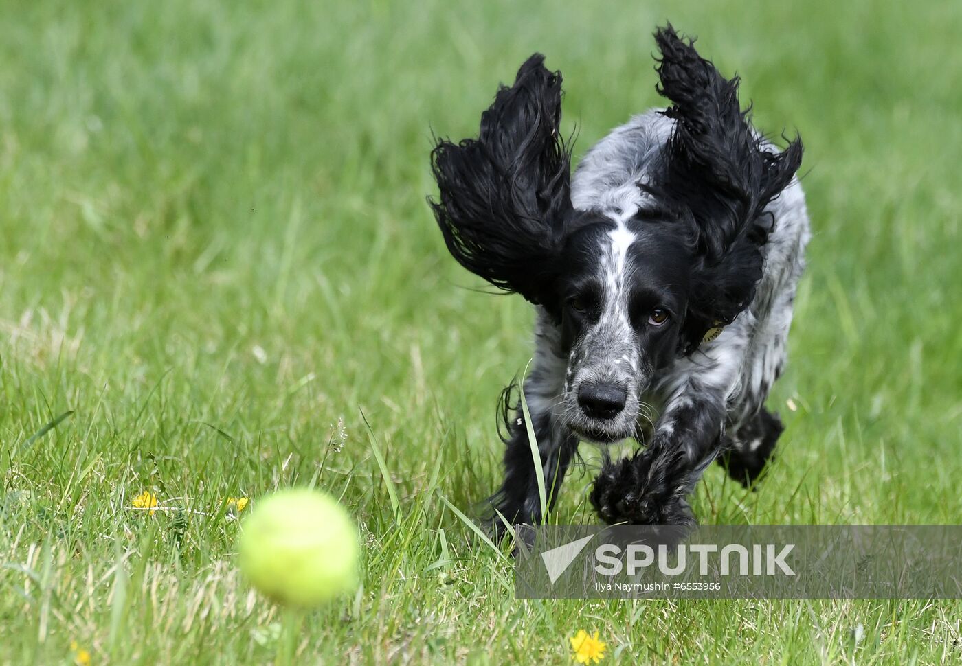 Russia Dog Training Competitions