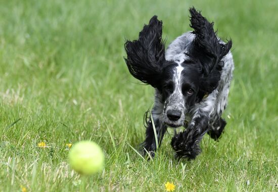 Russia Dog Training Competitions